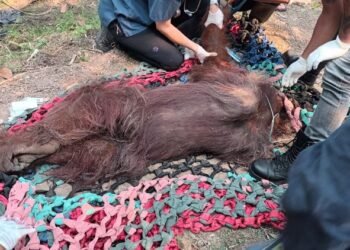 Jajaran Kementerian mengevakuasi satu individu orangutan jantan dewasa yang lemah di kebun sawit masyarakat di Dusun 1 Sempurna, Desa Kuala Satong, Kecamatan Matan Hilir Utara, Kabupaten Ketapang, Kalimantan Barat, Minggu (30/8).(Foto: Humas Kemenhut)