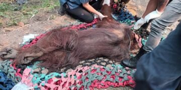 Jajaran Kementerian mengevakuasi satu individu orangutan jantan dewasa yang lemah di kebun sawit masyarakat di Dusun 1 Sempurna, Desa Kuala Satong, Kecamatan Matan Hilir Utara, Kabupaten Ketapang, Kalimantan Barat, Minggu (30/8).(Foto: Humas Kemenhut)