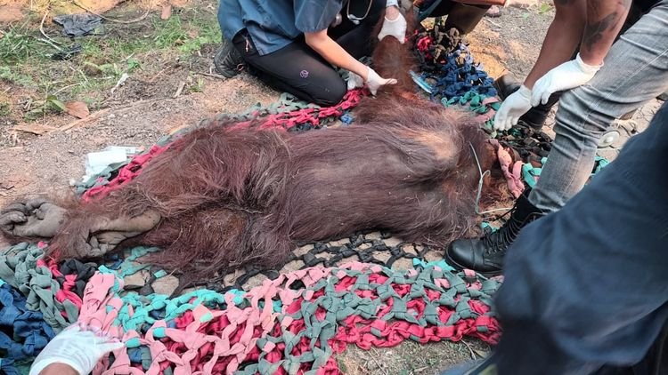Jajaran Kementerian mengevakuasi satu individu orangutan jantan dewasa yang lemah di kebun sawit masyarakat di Dusun 1 Sempurna, Desa Kuala Satong, Kecamatan Matan Hilir Utara, Kabupaten Ketapang, Kalimantan Barat, Minggu (30/8).(Foto: Humas Kemenhut)