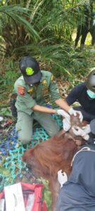 Orangutan terdampak kebakaran di Ketapang Kalbar.(Foto: Humas Kemenhut)