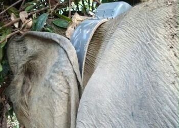 Pemasangan GPS pada gajah sumatera.(Foto: Humas Kemenhut)