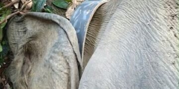 Pemasangan GPS pada gajah sumatera.(Foto: Humas Kemenhut)