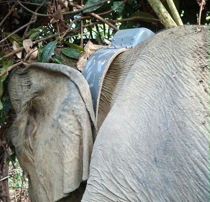 Pemasangan GPS pada gajah sumatera.(Foto: Humas Kemenhut)