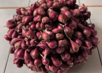 Bawang merah.(Foto: BRIN)