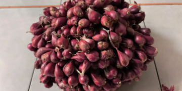 Bawang merah.(Foto: BRIN)