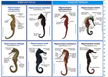 Delapan dari 13 jenis kuda laut di Indonesia.(Image: BRIN)