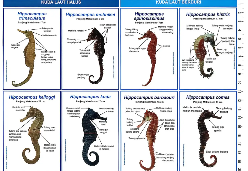 Delapan dari 13 jenis kuda laut di Indonesia.(Image: BRIN)