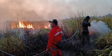 Kebakaran hutan di kawasan Resor Kuala Penet, Taman Nasional Way Kambas, Kabupaten Lampung Timur, berhasil dipadamkan pada Sabtu, 22 Agustus 2026, sekitar pukul 19.00 WIB.(Foto: Dok. Kemenhut)