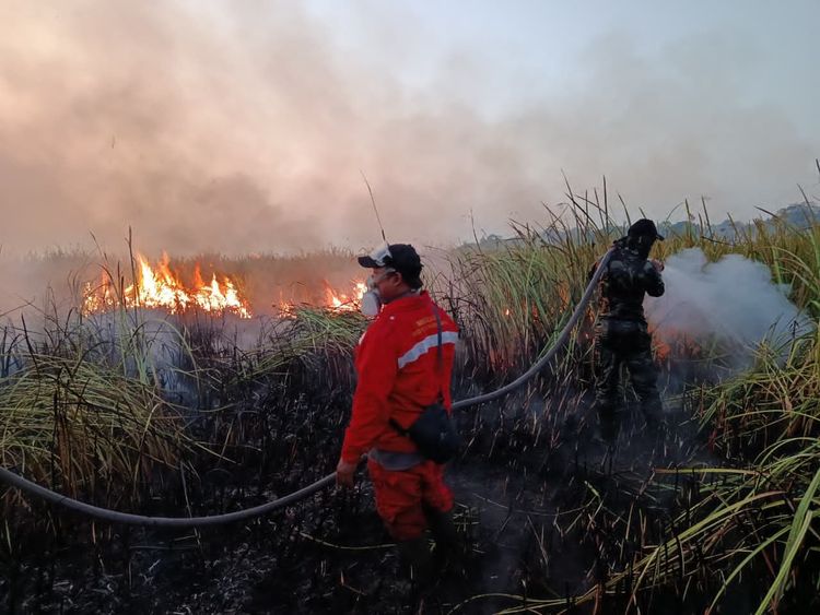 Kebakaran hutan di kawasan Resor Kuala Penet, Taman Nasional Way Kambas, Kabupaten Lampung Timur, berhasil dipadamkan pada Sabtu, 22 Agustus 2026, sekitar pukul 19.00 WIB.(Foto: Dok. Kemenhut)