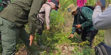 Penelusuran di koridor Gajah Sumatera di Benakat Sumsel.(Foto: Humas Kemenhut)