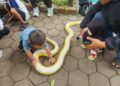 Komunitas Reptil Bandung saat mengedukasi warga tentang ular.(Foto: Humas Pemkot Bandung)