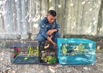 Barang bukti perdagangan satwa dilindungi.(Foto: Humas Kemenhut)