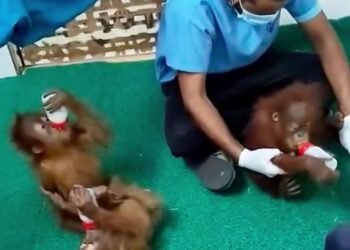 Bayi orangutan.(Foto: Humas Kemenhut)