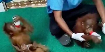 Bayi orangutan.(Foto: Humas Kemenhut)