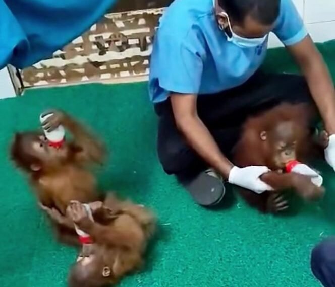Bayi orangutan.(Foto: Humas Kemenhut)