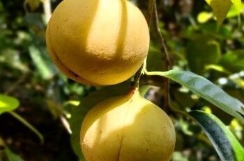 Buah Pala Indonesia.(Foto: Kementan Ri)