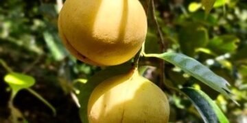 Buah Pala Indonesia.(Foto: Kementan Ri)