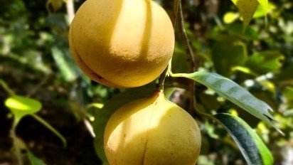 Buah Pala Indonesia.(Foto: Kementan Ri)