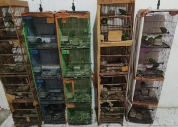 Temuan burung dilindungi.(Foto: Humas Kemenhut)