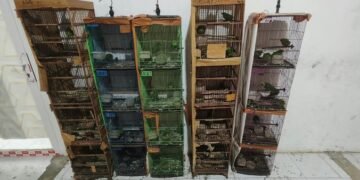 Temuan burung dilindungi.(Foto: Humas Kemenhut)