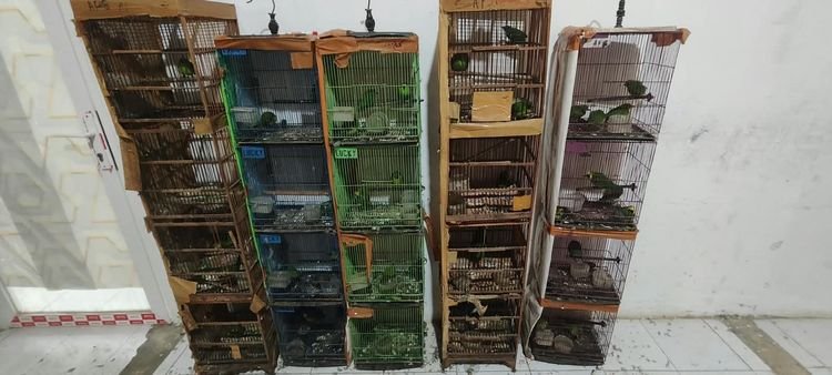 Temuan burung dilindungi.(Foto: Humas Kemenhut)