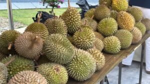 Durian Bogor.(Foto: Humas Pemkab Bogor)