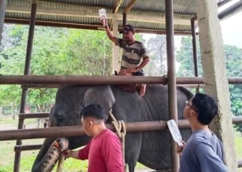 Gajah Diego saat menjalani perawatan.(Foto: Humas Kemenhut)