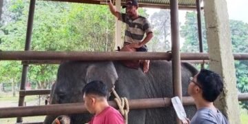 Gajah Diego saat menjalani perawatan.(Foto: Humas Kemenhut)