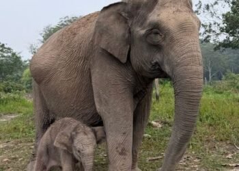 Gajah binaan bernama Lisa (45 tahun) melahirkan seekor anak gajah berjenis kelamin jantan dalam kondisi sehat di Taman Nasional Tesso Nilo (TNTN), Desa Lubuk Kembang Bunga, Kecamatan Ukui, Kabupaten Pelalawan, Riay Senin (28/9).(Foto: Humas Kemenhut)