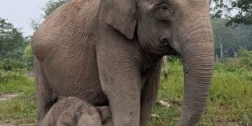 Gajah binaan bernama Lisa (45 tahun) melahirkan seekor anak gajah berjenis kelamin jantan dalam kondisi sehat di Taman Nasional Tesso Nilo (TNTN), Desa Lubuk Kembang Bunga, Kecamatan Ukui, Kabupaten Pelalawan, Riay Senin (28/9).(Foto: Humas Kemenhut)