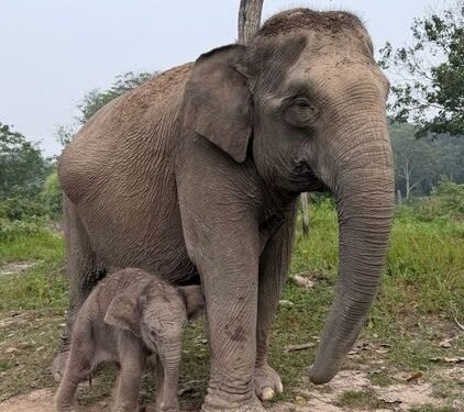 Gajah binaan bernama Lisa (45 tahun) melahirkan seekor anak gajah berjenis kelamin jantan dalam kondisi sehat di Taman Nasional Tesso Nilo (TNTN), Desa Lubuk Kembang Bunga, Kecamatan Ukui, Kabupaten Pelalawan, Riay Senin (28/9).(Foto: Humas Kemenhut)