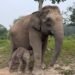 Gajah binaan bernama Lisa (45 tahun) melahirkan seekor anak gajah berjenis kelamin jantan dalam kondisi sehat di Taman Nasional Tesso Nilo (TNTN), Desa Lubuk Kembang Bunga, Kecamatan Ukui, Kabupaten Pelalawan, Riay Senin (28/9).(Foto: Humas Kemenhut)