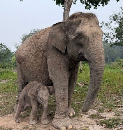 Gajah binaan bernama Lisa (45 tahun) melahirkan seekor anak gajah berjenis kelamin jantan dalam kondisi sehat di Taman Nasional Tesso Nilo (TNTN), Desa Lubuk Kembang Bunga, Kecamatan Ukui, Kabupaten Pelalawan, Riay Senin (28/9).(Foto: Humas Kemenhut)