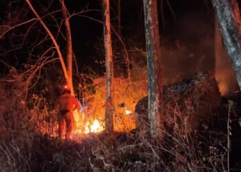 Kondisi lahan yang terbakar di Kabupaten Ponorogo, Jawa Timur pada Jumat (11/9). (Foto: BPBD Kabupaten Ponorogo.)