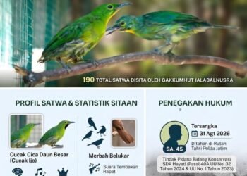 Infografis kasus perdagangan ilegal Cucok Ijo di Surabaya.(Foto: Dok. Kemenhut.)