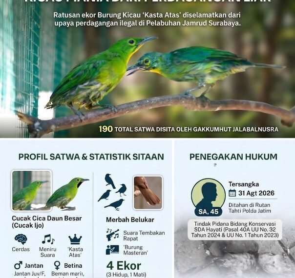 Infografis kasus perdagangan ilegal Cucok Ijo di Surabaya.(Foto: Dok. Kemenhut.)