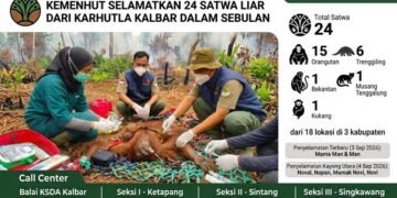 Infografis penyelamatan satwa selama karhutla di Kalimantan.(Image: Kemenhut)