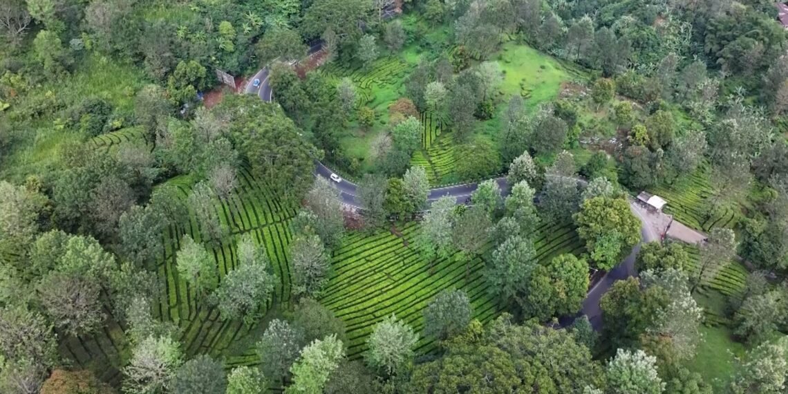 Kawasan Puncak Bogor.(Foto: Website Pemkab Bogor)