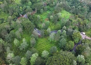 Kawasan Puncak Bogor.(Foto: Website Pemkab Bogor)