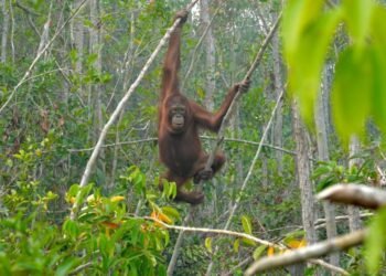 Orangutan di habitat hutan Kalimantan.(Foto: Kemenhut)