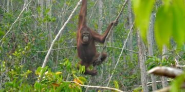 Orangutan di habitat hutan Kalimantan.(Foto: Kemenhut)