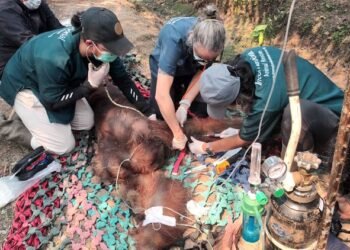 Tim memberikan pertolongan pertama kepada orangutan Sempurna saat ditemukan dalam kondisi lemas di Ketapang Kalimantan Barat.(Foto: Humas Kemenhut)
