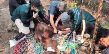 Tim memberikan pertolongan pertama kepada orangutan Sempurna saat ditemukan dalam kondisi lemas di Ketapang Kalimantan Barat.(Foto: Humas Kemenhut)