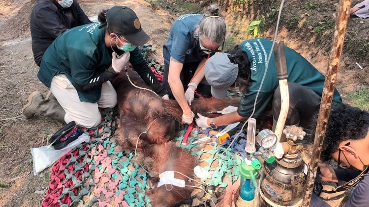 Tim memberikan pertolongan pertama kepada orangutan Sempurna saat ditemukan dalam kondisi lemas di Ketapang Kalimantan Barat.(Foto: Humas Kemenhut)