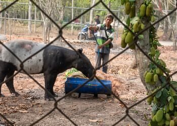 Tapir (Tapirus indicus) menjalani perawatan sebelum dilepaskan kembali ke alam liar.(Foto: Humas Kemenhut)