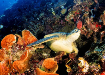 Hewan laut penyu.(Foto: Humas Kemenpar)