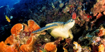 Hewan laut penyu.(Foto: Humas Kemenpar)