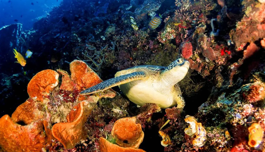 Hewan laut penyu.(Foto: Humas Kemenpar)