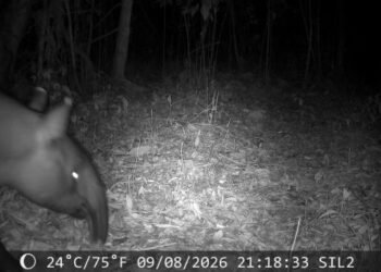 Tapir tertangkap kamera trap.(Foto: Humas Kemenhut)