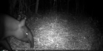 Tapir tertangkap kamera trap.(Foto: Humas Kemenhut)